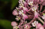 Swamp milkweed